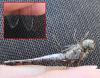 Sympetrum striolatum